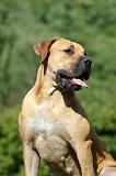 BOERBULL 088